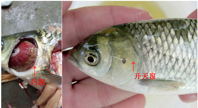 細菌性爛鰓處理方法 細菌性爛鰓處理方法